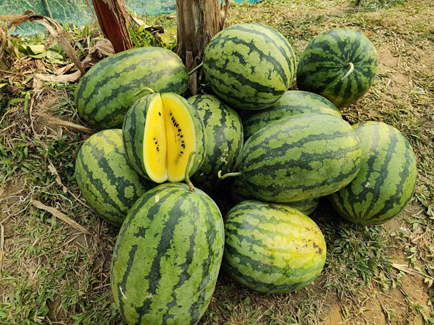 Yellow watermelon farming draws crowds in Juri