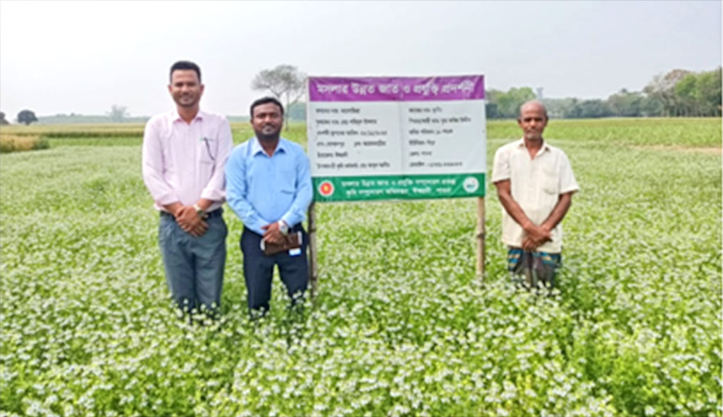Black cumin farming expands rapidly in Ishwardi 